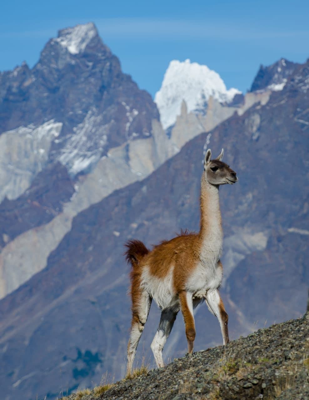 Guanaco en Patagonia