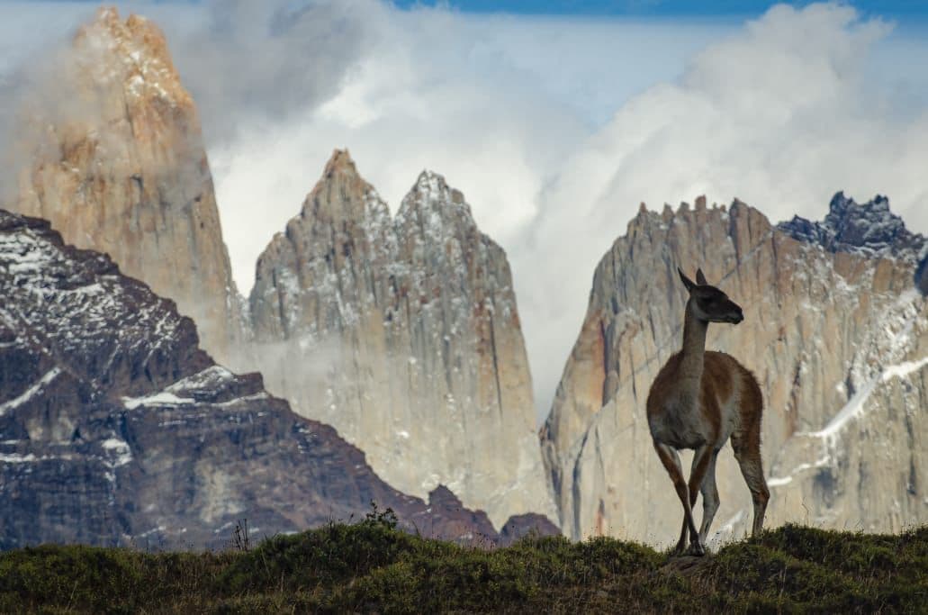 Guanaco en Las Torres