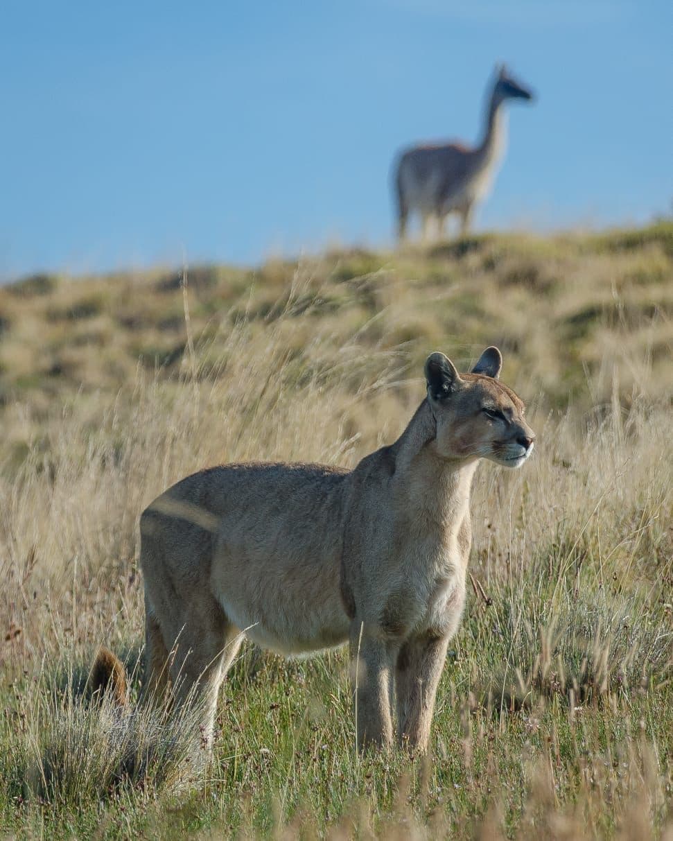 Puma en la estepa